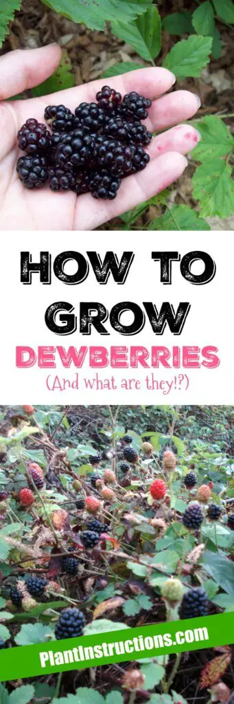 How to Grow Dewberries