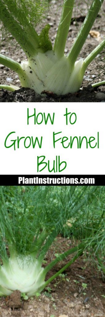 How to Grow Fennel Bulb