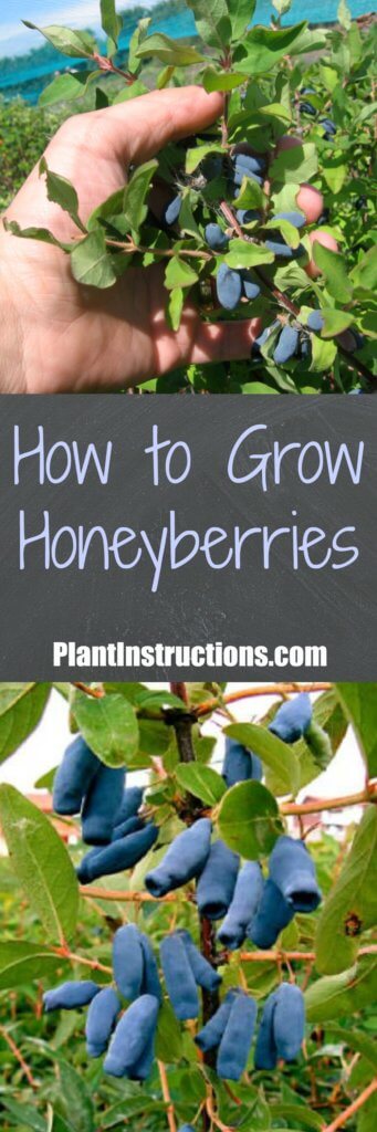 How to Grow Honeyberries