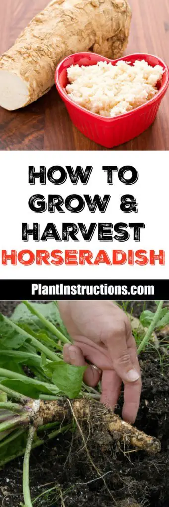 How to Grow Horseradish