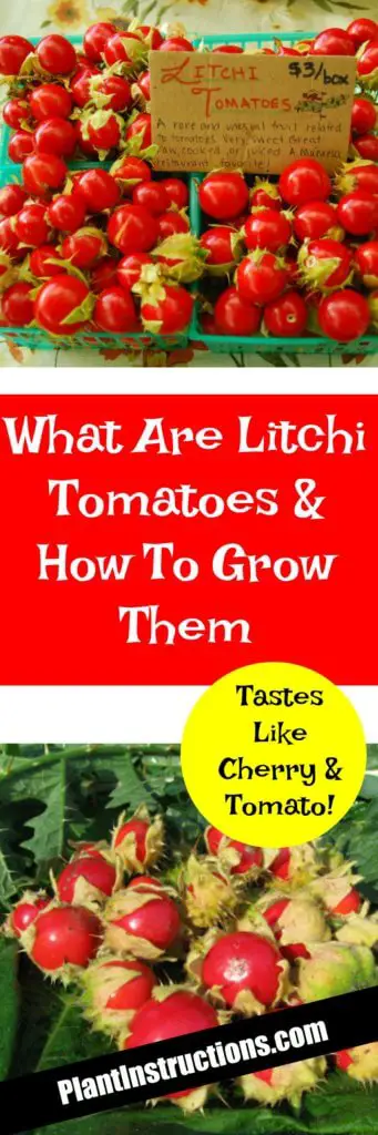How to Grow Litchi Tomatoes