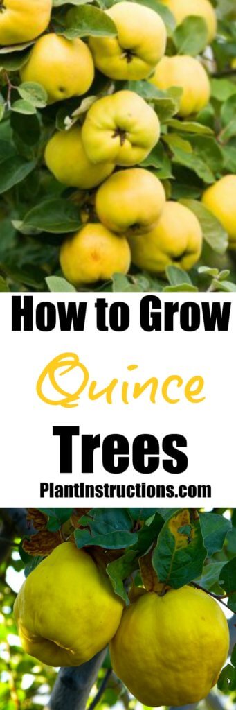 How to Grow Quince Trees