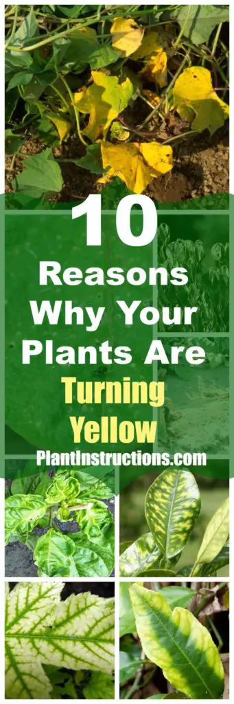 Plants Turning Yellow