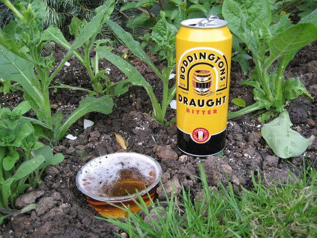 beer to kill slugs