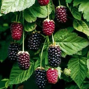 boysenberries