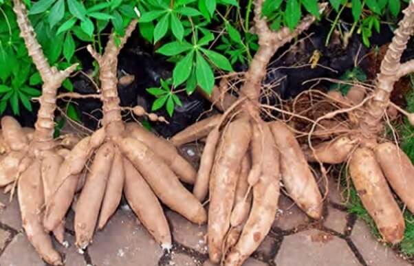 to Cassava, Known As Yuca Plant Instructions