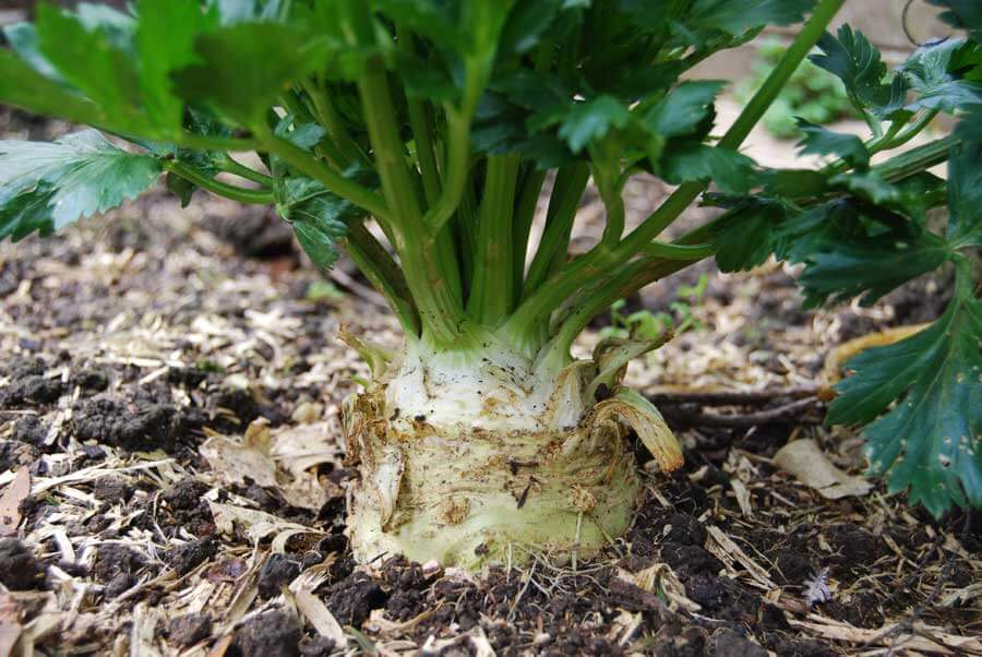 celery root