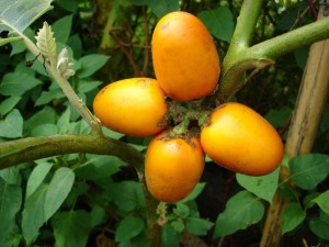 How to Grow Cocona Fruits