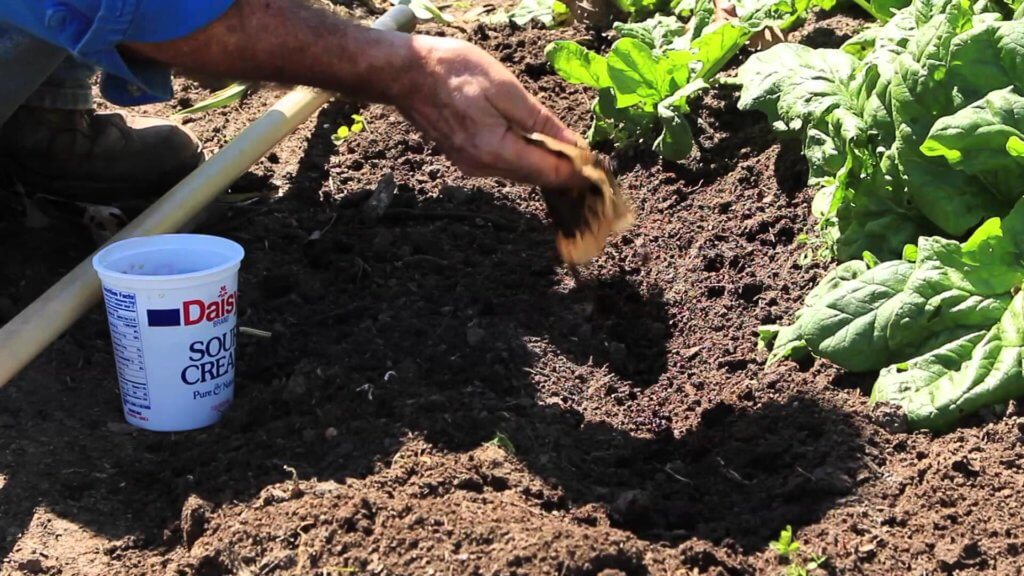 coffee grounds in garden