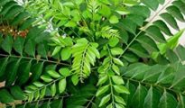 How to Grow Curry Leaf Plants