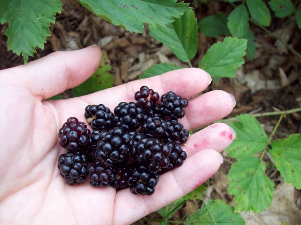 dewberry harvest