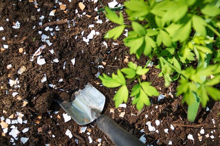 eggshells in garden