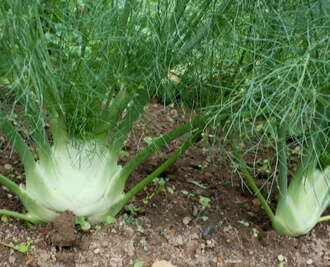 How to Grow Fennel Bulb