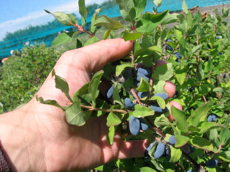 honeyberry harvest