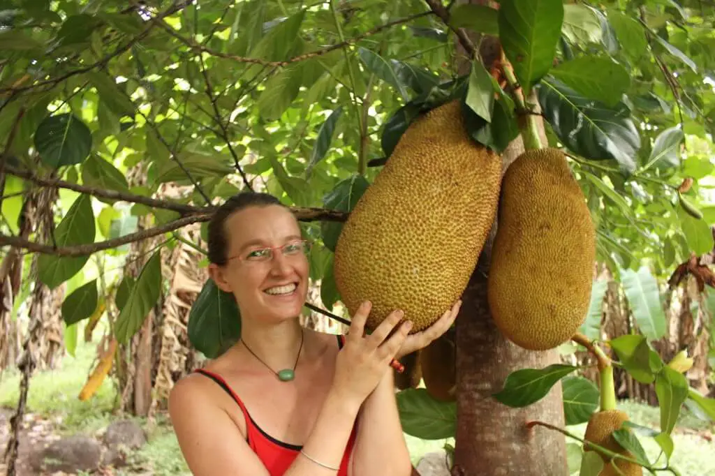 opal avocado tree