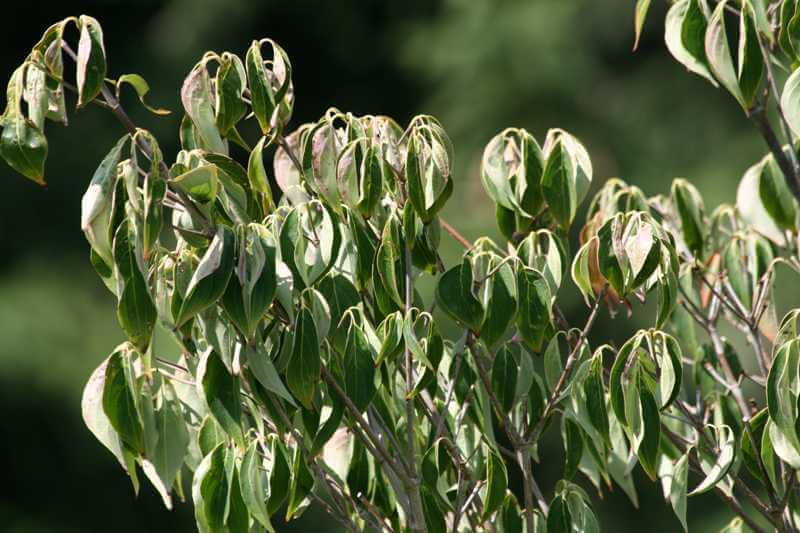 lack of sun plant