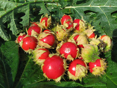 litchi tomatoes