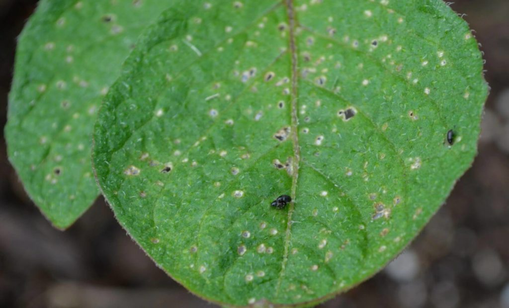 plant bugs