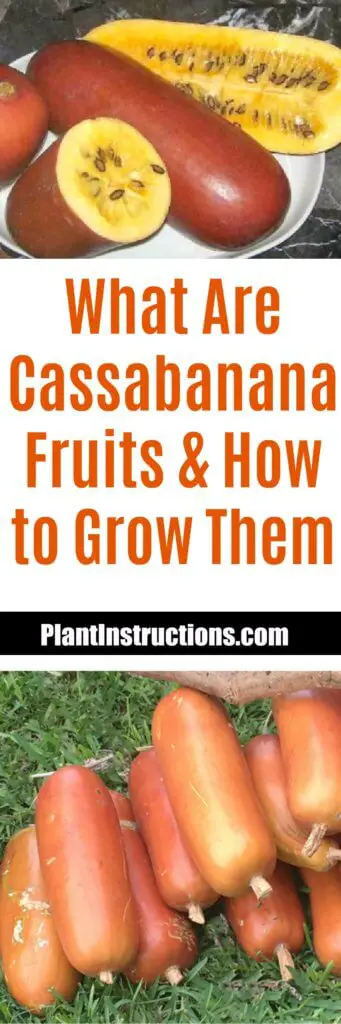 How to Grow Cassabanana