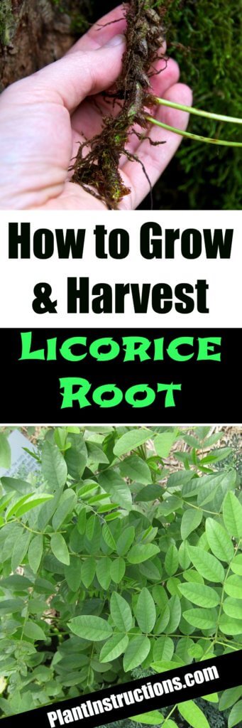 How to Grow Licorice Plants