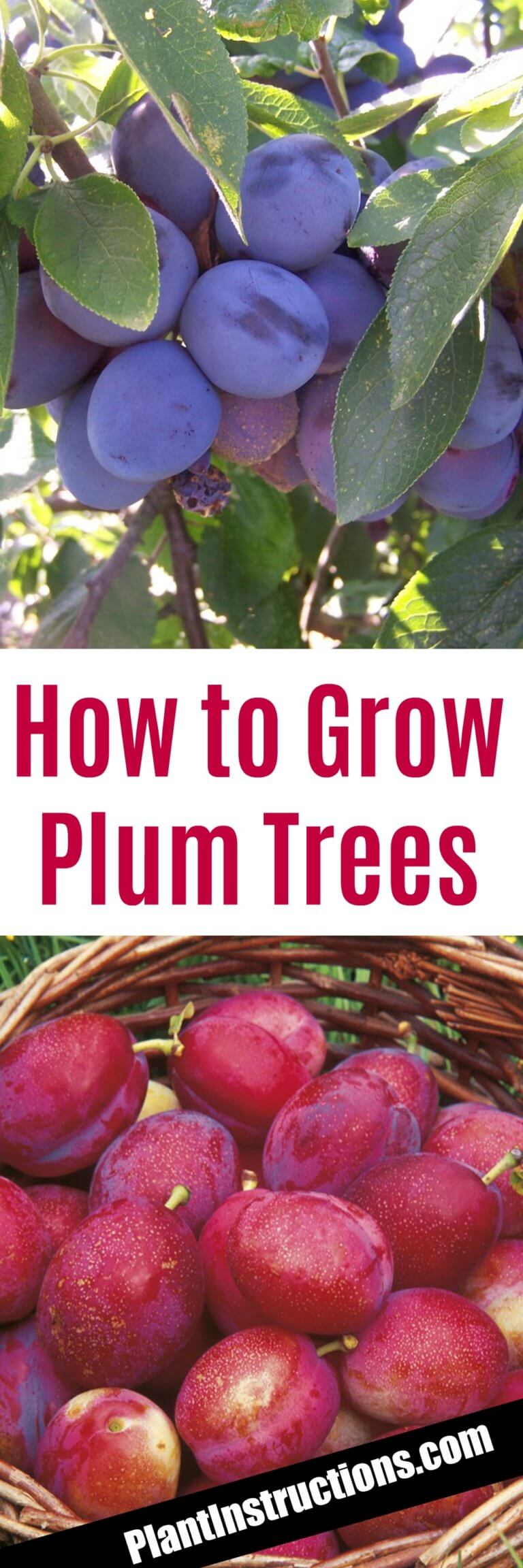 How To Grow Plum Trees - Plant Instructions