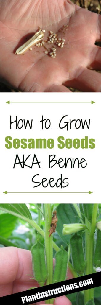 How to Grow Sesame Seeds