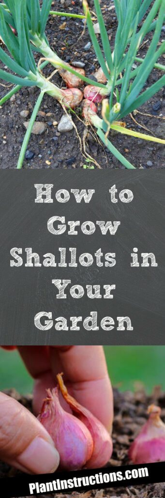 How to Grow Shallots