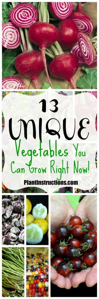 Unique Vegetables