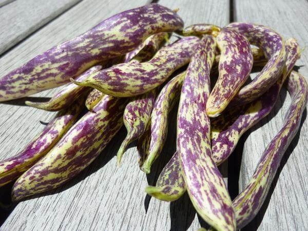 dragon tongue beans