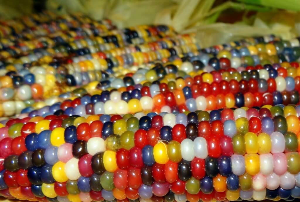 glass gem corn