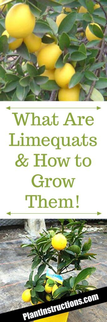 how to grow limequat