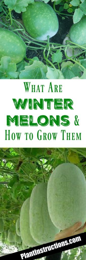 how-to-grow-winter-melon-plant-instructions