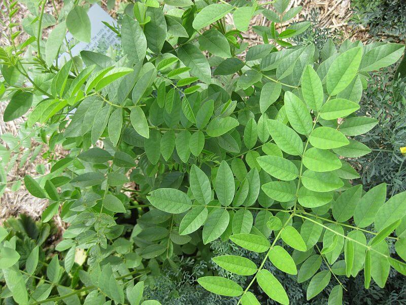 licorice plant