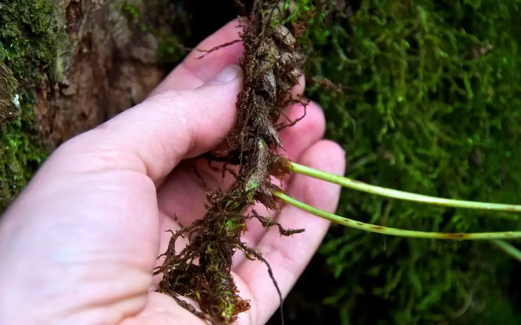 How to Grow Licorice Plants
