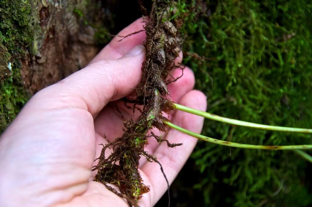 licorice roots