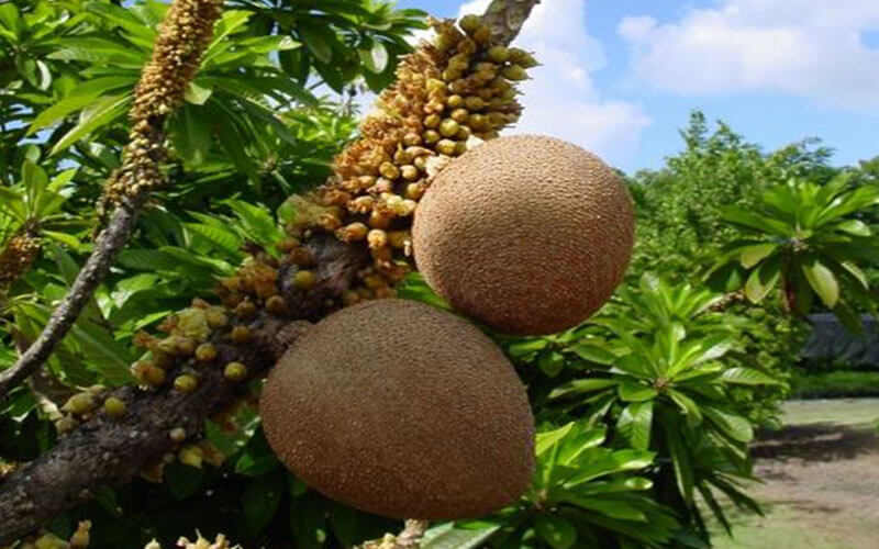 Mamey Sapote Seed