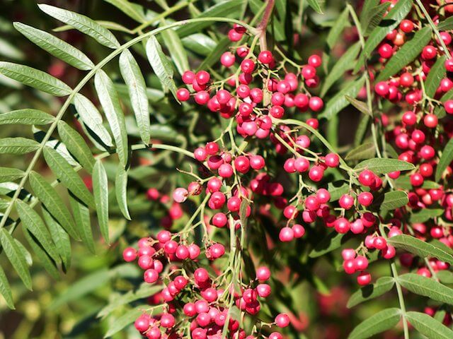 peppercorn plant