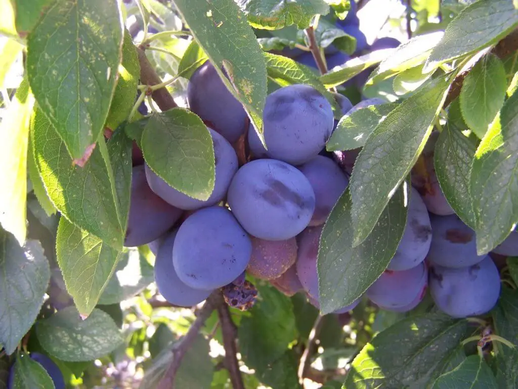 Shade providing fruit trees