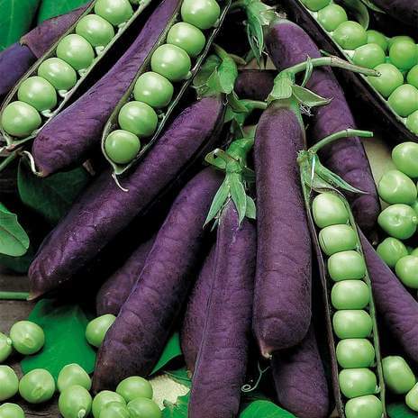 purple podded peans