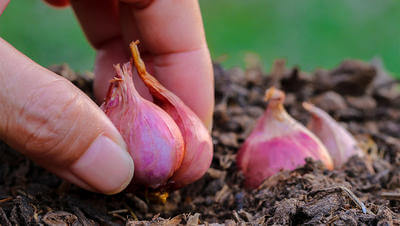 shallots harvest