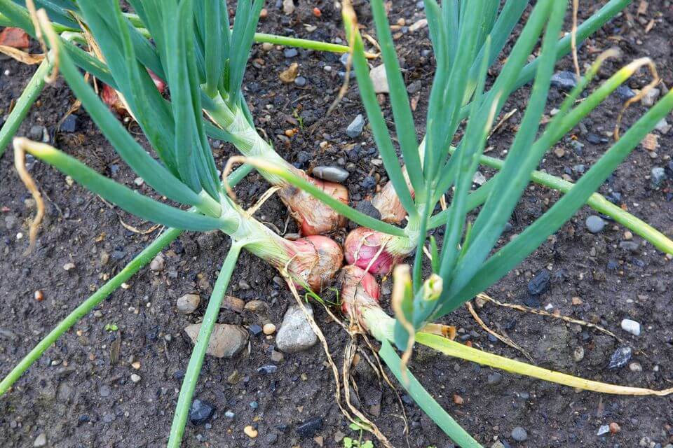 shallots