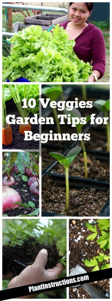 vegetable garden tips