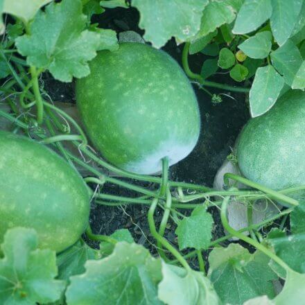 winter melon plant
