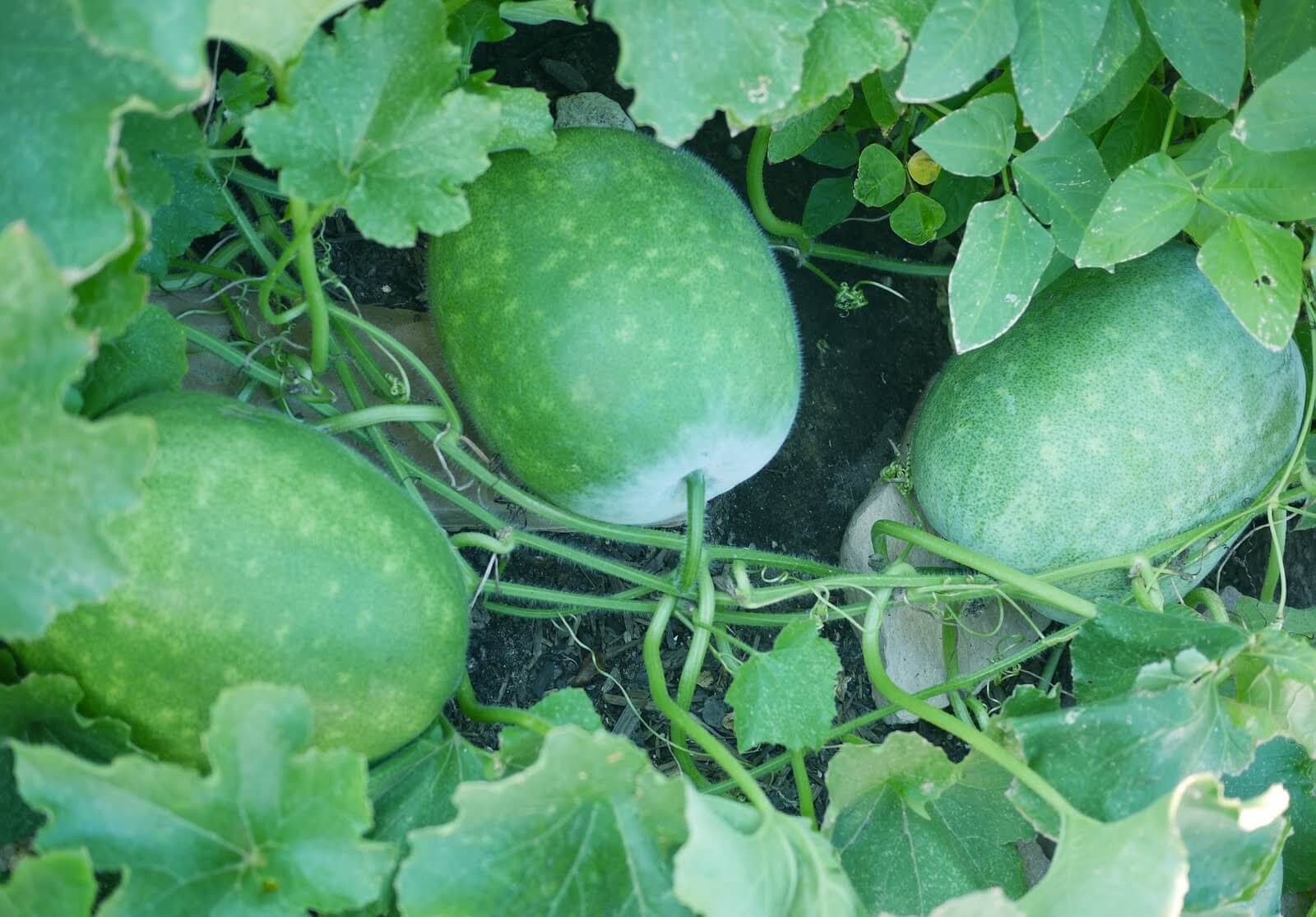 15+ Winter Melon Seeds Annual Herb Vine Crop Green Vegetables Easy to Cultivate Garden Courtyard Planting Excellent Choice Entry-Level Variety