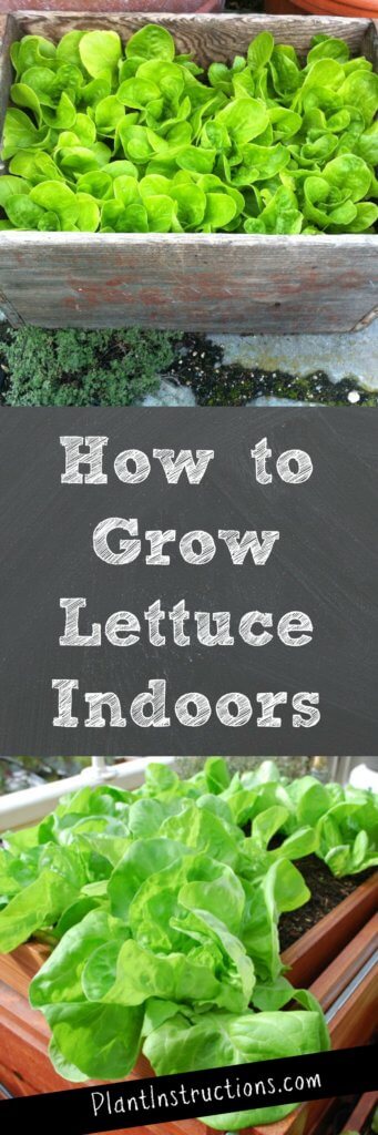 Growing Lettuce Indoors