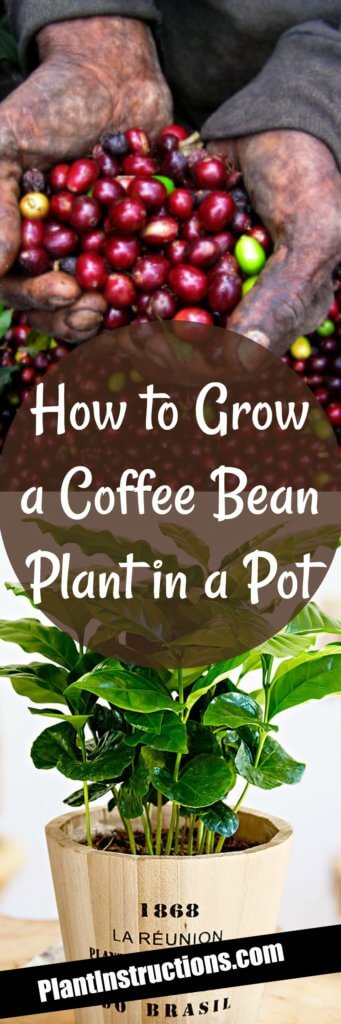 How to Grow Coffee Plants In Pots