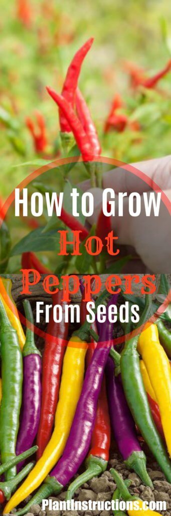 How to Grow Hot Peppers