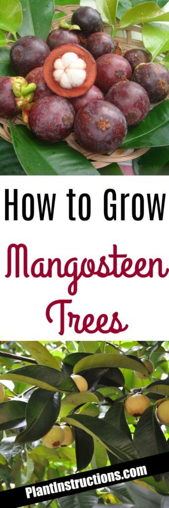 How to Grow Mangosteen