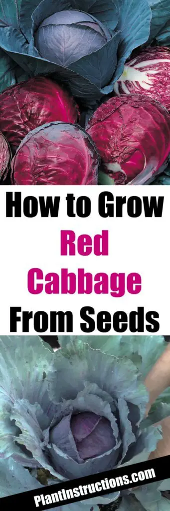 How to Grow Red Cabbage