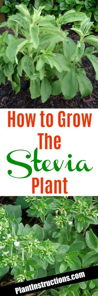 How to Grow Stevia